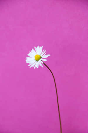 Daisy Background — Honor MagicPad 3 Pro Picha ya Ukuta