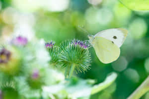 Butterfly Aesthetic pictures — MacBook Air 15 Picha ya Ukuta