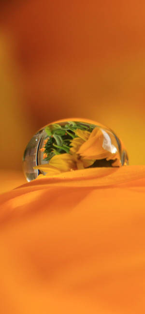 Dewdrop On Orange Petal wallpaper — iPhone 15 Picha ya Ukuta