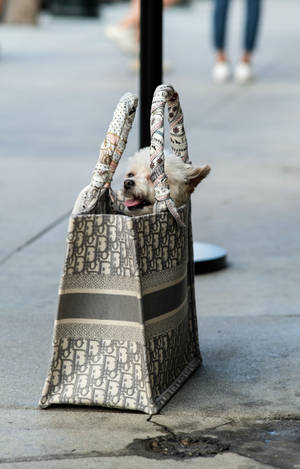 Dior Tote Bag Na Puppy wallpaper — Galaxy Tab S10+ Picha ya Ukuta