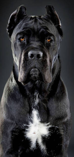 Dogu Cane Corso Mzuri wallpaper — iPhone 17 Pro Max Picha ya Ukuta