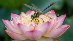 Macro ya lotus na dragonfly, background ya kijani.