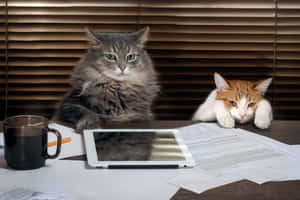 Picha za Grumpy Cat — MacBook Air M3 Picha ya Ukuta