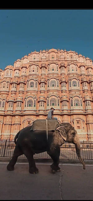 Elephant Crossing Hawa Mahal Jaipur — iPhone 12 Pro Max Picha ya Ukuta