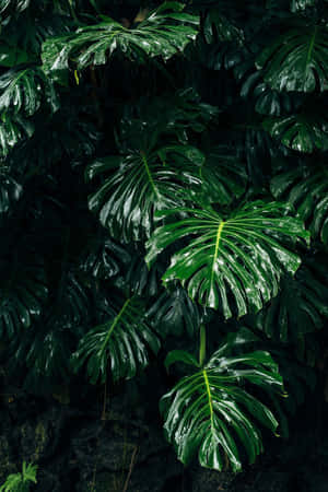 Enchanting Dark Green Aesthetic Background — Vivo Pad SE Picha ya Ukuta