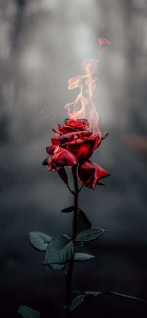 Roses Background — Redmi Turbo 5 Max Picha ya Ukuta