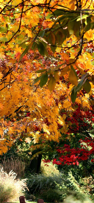 Iphone Xs Max Autumn Background — HMD Picha ya Ukuta