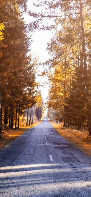 Iphone Xs Max Autumn Background — OnePlus Ace Picha ya Ukuta
