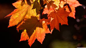 Orange and red leaves from maple tree with sunlight through during autumn season.