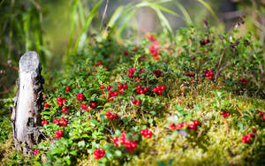 Green grass with red flowers or fruits and an old log.