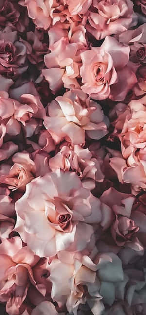 Iphone Flowers — iPhone 15 Picha ya Ukuta