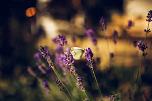 Butterfly Aesthetic pictures — MacBook Pro M3 Picha ya Ukuta