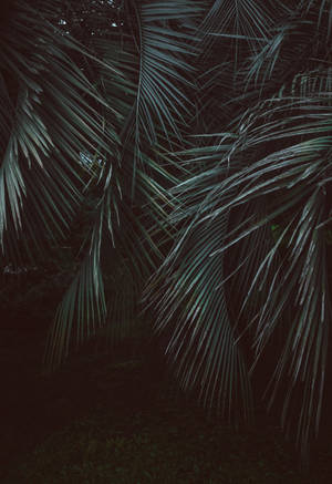 Feather-leaved palms katika jungle yenye giza ya kijani wallpaper. — OnePlus Pad Picha ya Ukuta
