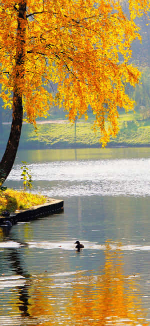 Iphone Xs Max Autumn Background — POCO C81 Picha ya Ukuta