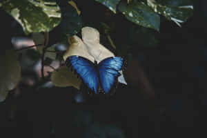 Butterfly Aesthetic pictures — MacBook Air M2 Picha ya Ukuta