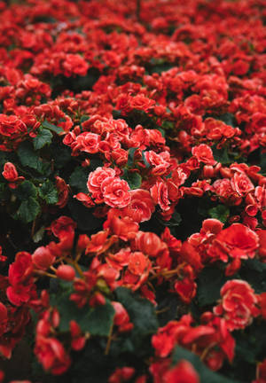 Red wallpaper of bunch of red petaled flowers in a field. — Oppo Pad 5 Matte Display Picha ya Ukuta