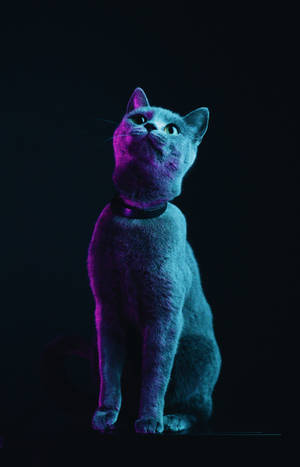 Fluffy gray cat wallpaper — Galaxy Tab S10+ Picha ya Ukuta