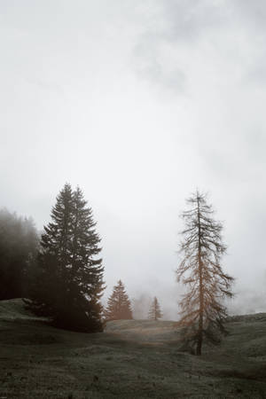Foggy Forest Dim — Huawei MatePad 11.5 S (2025) Picha ya Ukuta