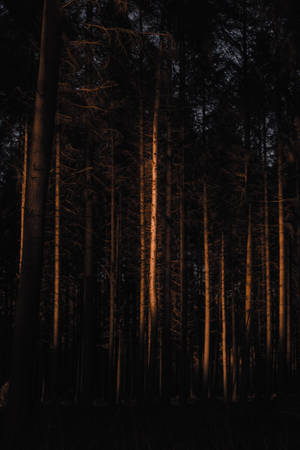 Forest Dim — Huawei MatePad Picha ya Ukuta