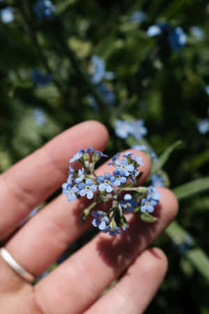 Forget-Me-Nots Blue Flowers Phone — Huawei MatePad 11.5 (2025) Picha ya Ukuta