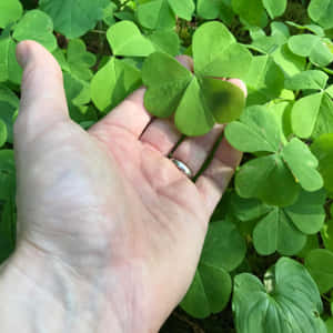 Four Leaf Clover Pictures — iPad Pro 11 Picha ya Ukuta