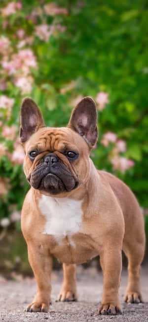 French Bulldog At The Park — Huawei nova 15 Picha ya Ukuta