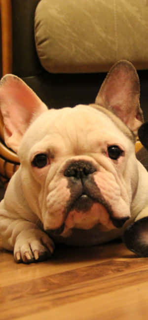 Picha za french bulldog — Honor 500 Pro Picha ya Ukuta