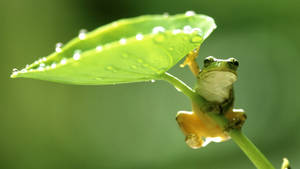 Frog Mrembo Kwenye Mvua ya Masika wallpaper