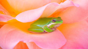 Frog Mrembo Ndani ya Maua ya Pinki wallpaper