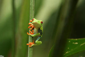 Frog Mwenye Macho Nyekundu Anayetamba wallpaper