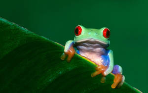 Frog Mwenye Macho Nyekundu wallpaper
