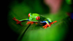 Frog ya Kawaii yenye Rangi wallpaper
