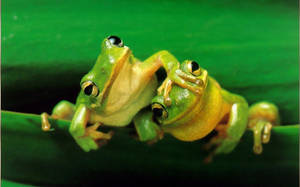 Frogs Mbili za Kawaii Zinazotazama Juu wallpaper