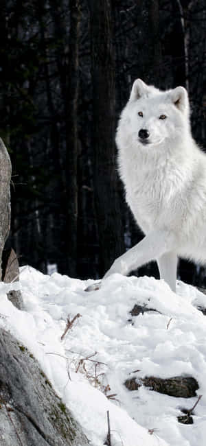 Wolf Iphone [wallpaper] — Redmi Note 14S Picha ya Ukuta