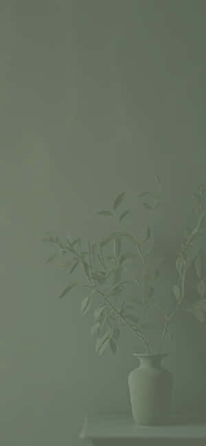 Sage Green Background — OnePlus N6 Picha ya Ukuta