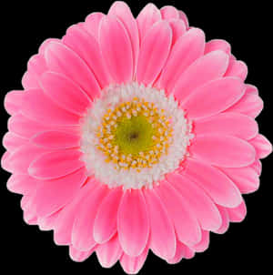 Pink Daisy Png - Pink Daisy Flower Png, Transparent Png — Pink Floral Picha ya Ukuta