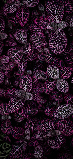 Plants Iphone — iPhone 18 Pro Picha ya Ukuta