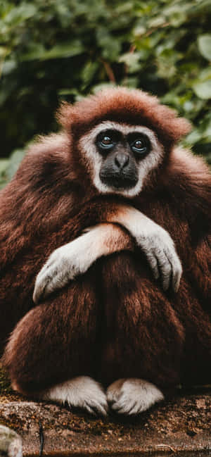 Iphone Xs Gibbon Background — Oppo Reno15 Pro Picha ya Ukuta