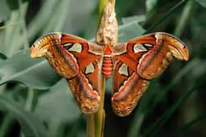Butterfly Aesthetic pictures — MacBook Pro M3 Picha ya Ukuta