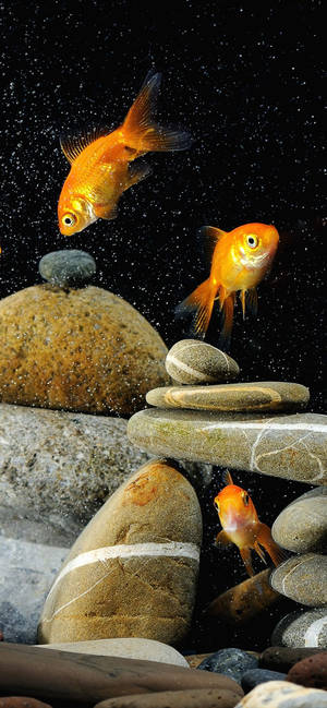 Tapeta ya Goldfishes And Rocks kwa mobaili — iPhone 14 Pro Max Picha ya Ukuta