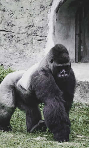 Best Gorilla Background — Galaxy Tab A11 Picha ya Ukuta