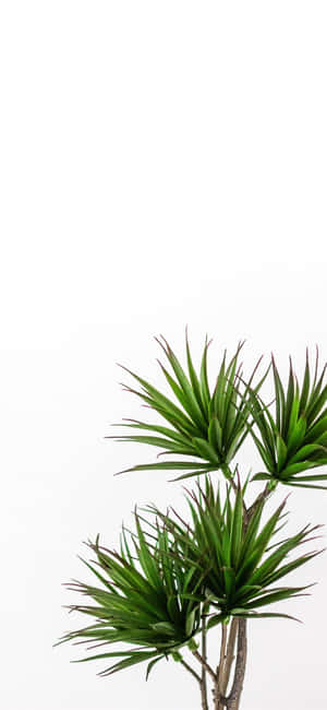 Green Plant Aesthetic — Motorola Edge (2025) Picha ya Ukuta