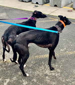 Greyhound background — Galaxy Z Flip 8 Picha ya Ukuta