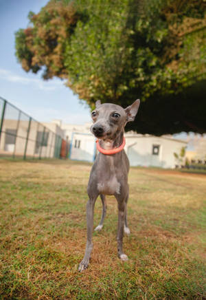 Greyhound In Park Wallpaper — Oppo Pad 5 Pro Picha ya Ukuta