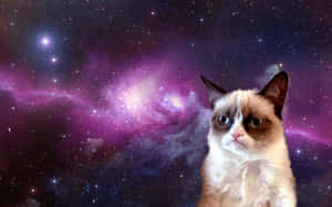 Grumpy [wallpaper] — Paka Meme Picha ya Ukuta