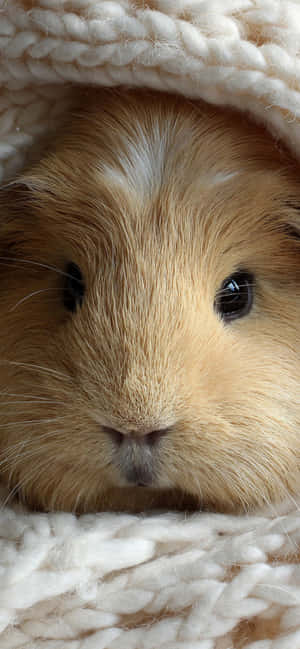 Picha za guinea pig — Oppo A6 Picha ya Ukuta