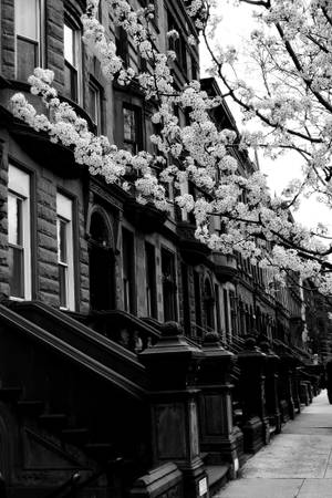 Harlem Neighborhood New York Black And White — Xiaomi Pad 8 Pro Picha ya Ukuta