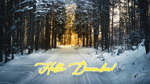Hello December Winter Forest wallpaper. — Subuhi Picha ya Ukuta