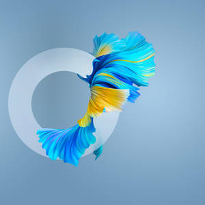 Huawei Mate 40 Pro fish wallpaper — Huawei Picha ya Ukuta