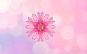 Picha ya ukuta ya Huawei Pink Flower — Huawei Picha ya Ukuta